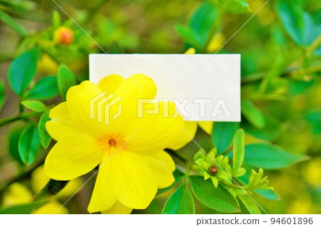 Mockup of comment space with yellow hollyhock flowers on the edge Mockup of comment space with yellow hollyhock flowers on the edge 94601896