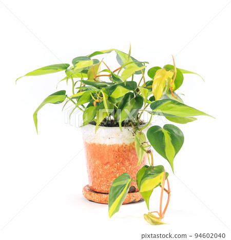 觀賞植物，Philodendron Brazil 盆栽植物 [白色背景] 94602040