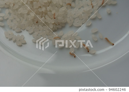 Rice worms escaping after being exposed to light 94602246