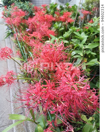 Roadside cluster amaryllis Roadside cluster amaryllis 94602314
