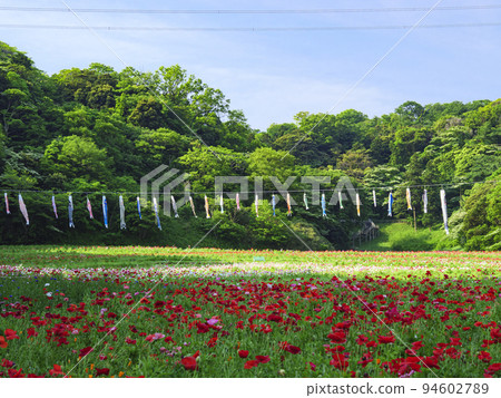 Kurihama flower country Kurihama flower country 94602789