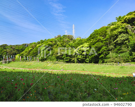 Kurihama flower country Kurihama flower country 94602790