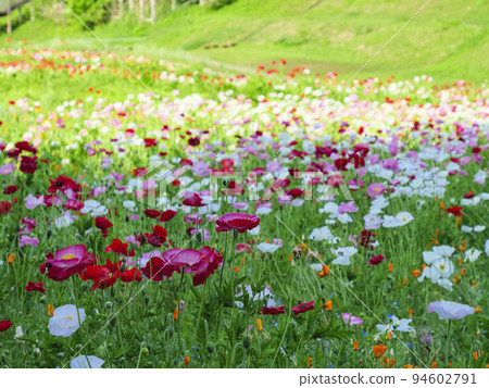 Kurihama flower country Kurihama flower country 94602791