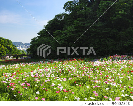 Kurihama flower country Kurihama flower country 94602808