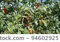 Mini tomato at home garden 94602925