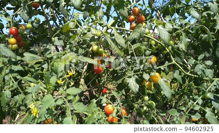 Mini tomato at home garden Mini tomato at home garden 94602925