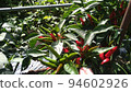 Capsicum from home garden 94602926