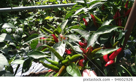 Capsicum from home garden Capsicum from home garden 94602926