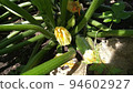 Zucchini at home garden 94602927