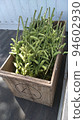 Edamame bean of a home garden 94602930