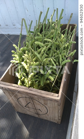 Edamame bean of a home garden 94602930