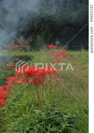Cluster amaryllis Autumn landscape Satoyama autumn 94603187