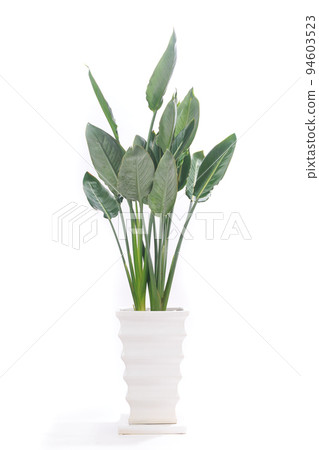 Houseplant, potted plant of Strelitzia Regine (bird of paradise flower) [white background] 94603523