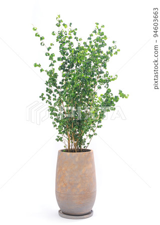 觀葉植物盆栽，榕巴洛克 [白色背景] 94603663