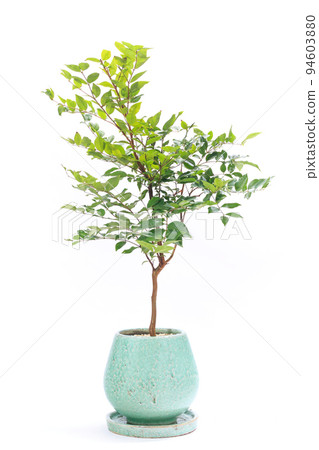 一種室內植物，一種結出類似於葡萄巨峰的果實的Jabuticaba盆栽植物[白色背景] 94603880