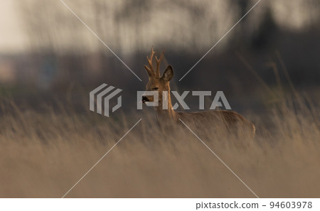 Roe Deer(Capreolus capreolus) male in sunset Roe Deer(Capreolus capreolus) male in sunset 94603978