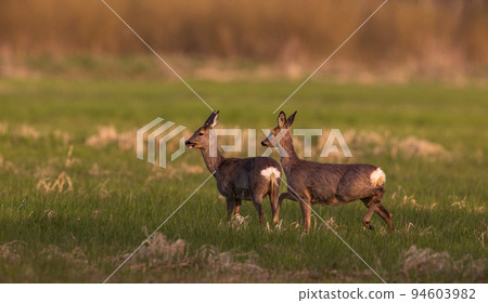 Roe Deer(Capreolus capreolus) females in springtime Roe Deer(Capreolus capreolus) females in springtime 94603982