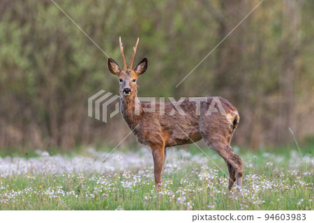 Roe Deer(Capreolus capreolus) male looking at camera 94603983