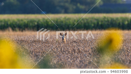 Wheat cereal field with Roe Deer(Capreolus capreolus) head over Wheat cereal field with Roe Deer(Capreolus capreolus) head over 94603998