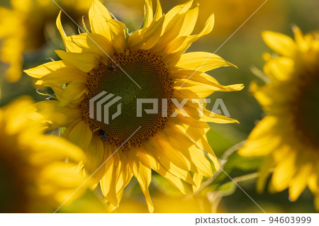 Ripe sunflower field in summertime morning Ripe sunflower field in summertime morning 94603999