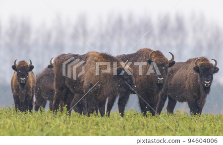 European Bison herd resting in snowfall European Bison herd resting in snowfall 94604006