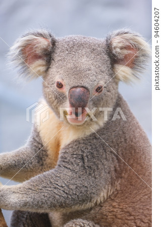 淡路農場公園英格蘭山考拉 94604207