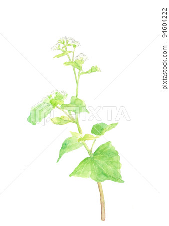 Buckwheat flower illustration drawn by watercolor White back Transparent background 94604222