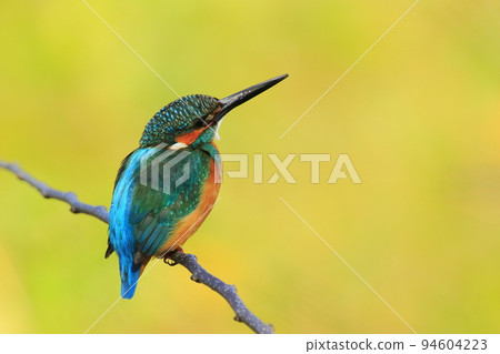 Kingfisher perching on a twig 94604223