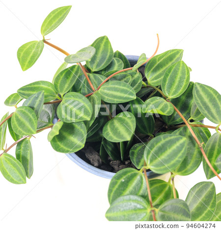 觀葉植物的葉子，Peperomia 垂釣者 [白色背景] 94604274