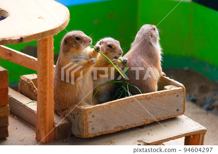 淡路農場公園 England Hill Prairie Dog 淡路農場公園 England Hill Prairie Dog 94604297