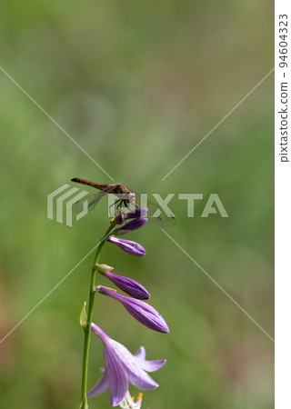 停止蜻蜓 94604323