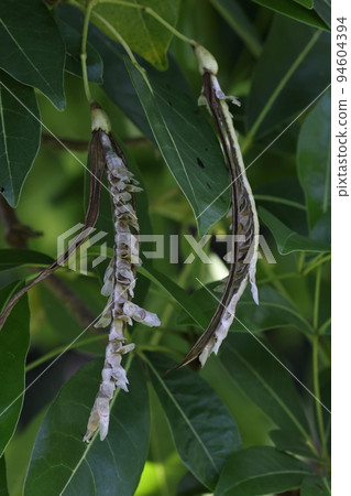 天然植物 Kidachi Beninouzen，成熟和破裂的果實。裡面裝著帶翅膀的豆子 94604394