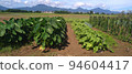 Growing vegetables with the mountains in the background 94604417