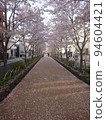 Cherry blossoms in Kamakura in the morning 94604421