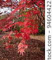 Take a picture of red autumn leaves while walking around Kamakura ① 94604422