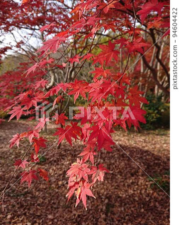 Take a picture of red autumn leaves while walking around Kamakura ① Take a picture of red autumn leaves while walking around Kamakura ① 94604422