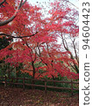 Take a picture of red autumn leaves while walking around Kamakura② 94604423