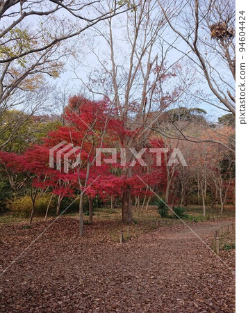 Take a picture of red autumn leaves while walking around Kamakura ③ Take a picture of red autumn leaves while walking around Kamakura ③ 94604424