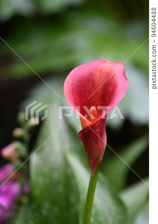 slender calla 94604488