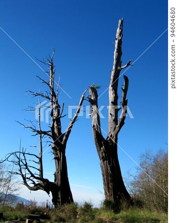 阿里山、新中浩郎 94604680