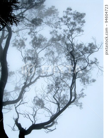 阿里山、新中浩郎 94604723