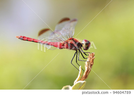 A red dragonfly perching on the tip of a branch A red dragonfly perching on the tip of a branch 94604789