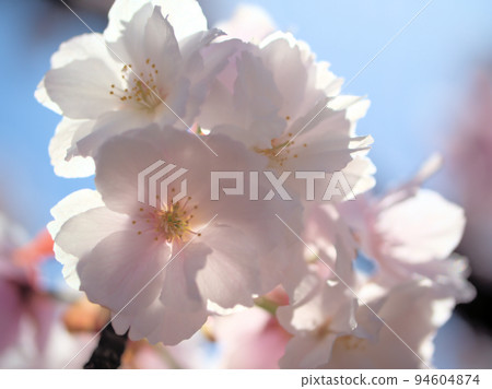 Satozakura that bloomed in April "Omuro Ariake" 94604874
