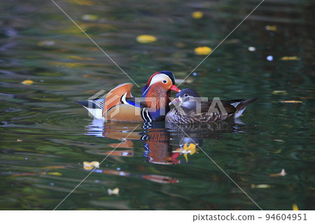 秋天水邊一對鴛鴦輕輕騙雌 94604951