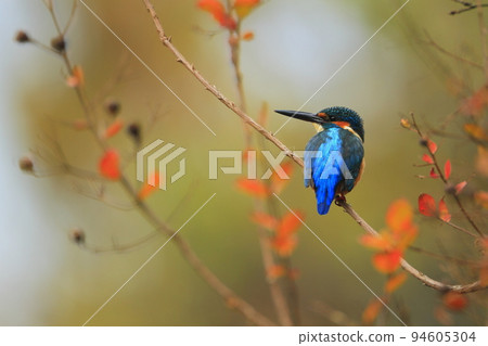 A kingfisher perched on a red crape myrtle tree 94605304