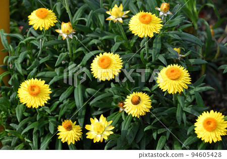 蠟菊(科羅羅) 蠟菊(科羅羅) 94605428