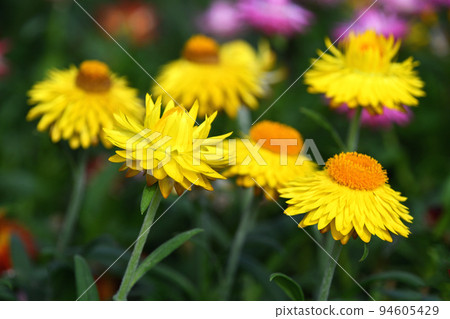 Helichrysum (Cororo) Helichrysum (Cororo) 94605429