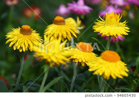 Helichrysum (Cororo) 94605430