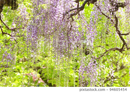 長門紫藤盛開在新鮮綠色富士的紫色花朵 94605454