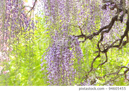 長門紫藤盛開在新鮮綠色富士的紫色花朵 94605455